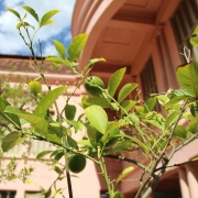 CCMQ   Construindo ninhos  