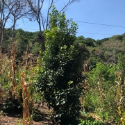 Pé de erva-mate em aldeia Ka a mirindy,  localizada em Camaquã