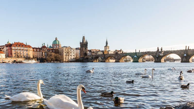 Imagem da cidade de Praga, capital da República Tcheca. No fundo, destaca-se a silhueta do centro histórico da cidade, com construções de arquitetura clássica e torres, como a da Igreja de Týn e a cúpula de outras edificações históricas. Ao centro da imagem, vê-se a Ponte Carlos (Karlův Most), um icônico marco da cidade com seus arcos de pedra e esculturas decorativas ao longo do trajeto. Em primeiro plano, o rio Vltava reflete a luz do dia, com cisnes brancos e patos nadando próximos à margem repleta de pedras. 