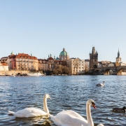 Imagem da cidade de Praga, capital da República Tcheca. No fundo, destaca-se a silhueta do centro histórico da cidade, com construções de arquitetura clássica e torres, como a da Igreja de Týn e a cúpula de outras edificações históricas. Ao centro da imagem, vê-se a Ponte Carlos (Karlův Most), um icônico marco da cidade com seus arcos de pedra e esculturas decorativas ao longo do trajeto. Em primeiro plano, o rio Vltava reflete a luz do dia, com cisnes brancos e patos nadando próximos à margem repleta de pedras. 