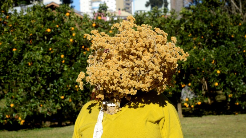 A imagem mostra uma pessoa em um jardim, fotografada da cintura para cima. Ela veste uma blusa amarela e tem o rosto totalmente coberto por um grande arranjo de flores secas em tons de amarelo e bege, que forma uma esp&eacute;cie de buqu&ecirc; arredondado. Ao fundo, h&aacute; arbustos verdes com pequenas flores ou frutos alaranjados, al&eacute;m de &aacute;rvores e pr&eacute;dios parcialmente vis&iacute;veis. A cena &eacute; iluminada pela luz do sol e transmite um aspecto colorido e inusitado.