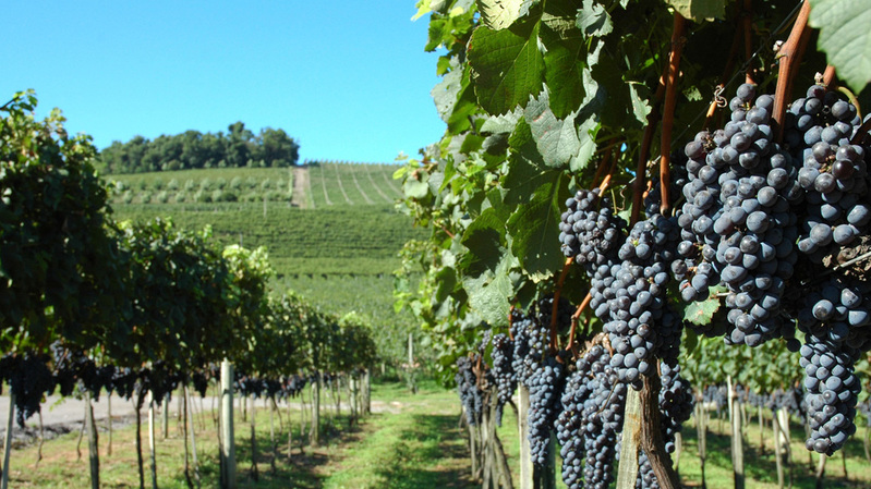 20131231101511vinhedos.jpg