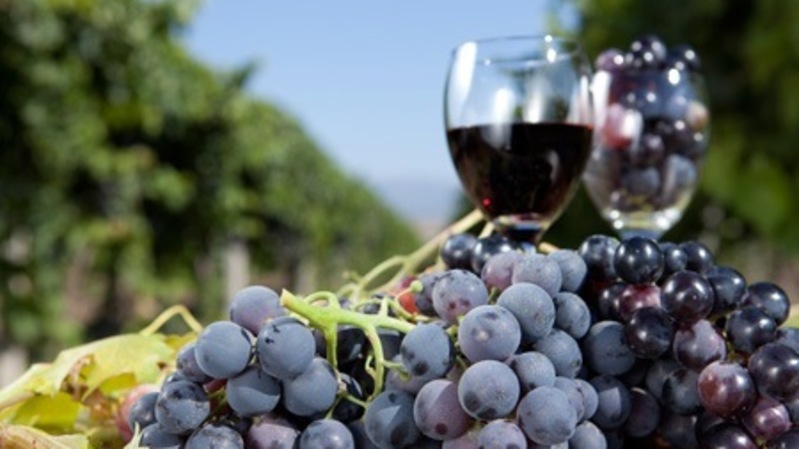 20140903101652uvas.jpg
