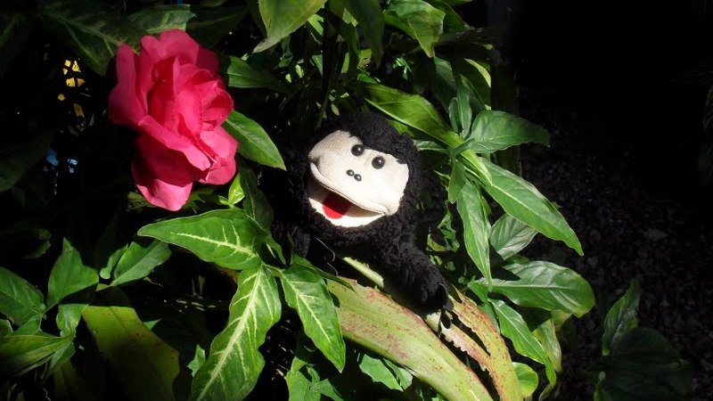 teatro-do-macaquinho-foto-iuri-lin.jpg